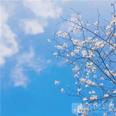 拳皇群星正式版下载